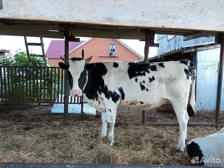 Продаётся телка