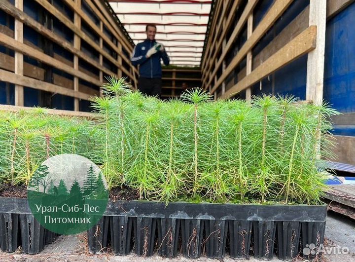 Сеянцы зкс Сосна окс Ель Лиственница Горная