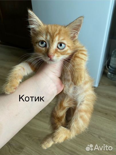 Кошка