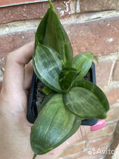 Сансевиерия сортовая