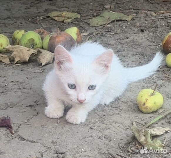 Белые котята в добрые руки даром