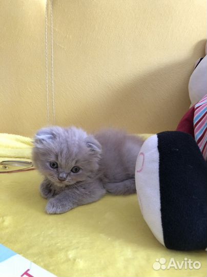 Шотландский вислоухий котенок