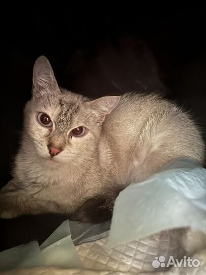 Сиамские кошки бесплатно