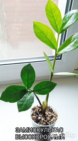 Домашние растения