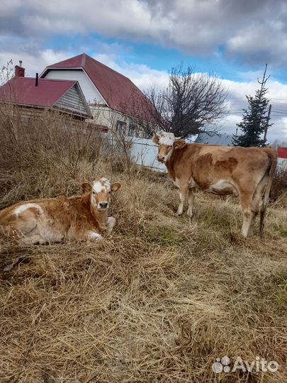 Корова и теленок