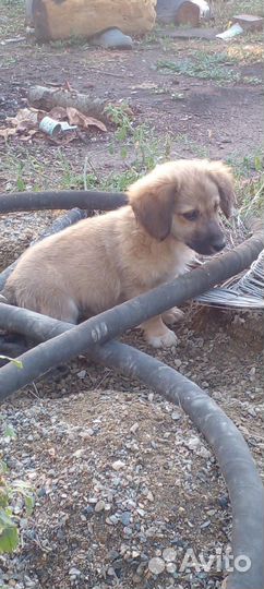 Щенки маленькой дворняжки