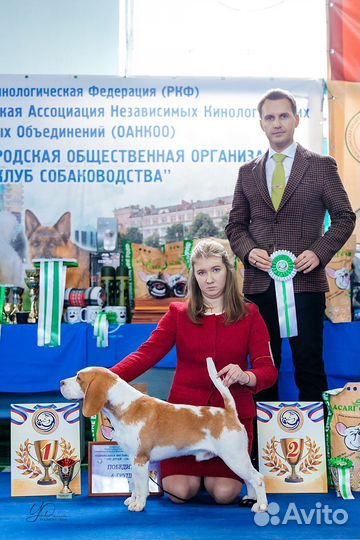 Вязка кобель бигль