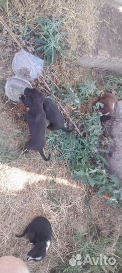 Маленькая собака бесплатно