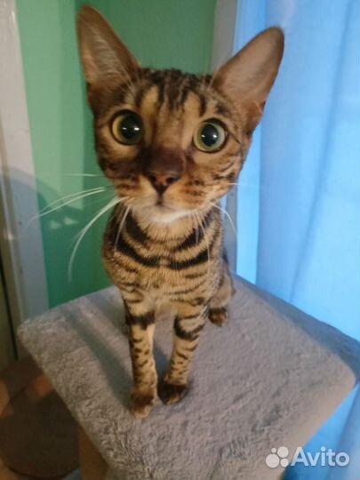 Бенгальская кошка