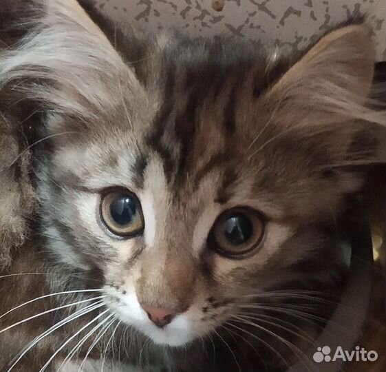 Передержка кошек