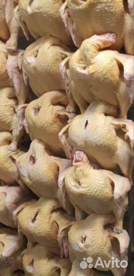 Куры бройлеры тушка