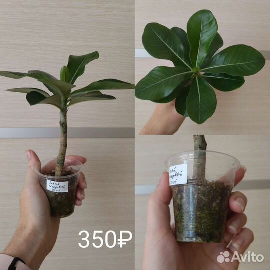 Адениумы махровые