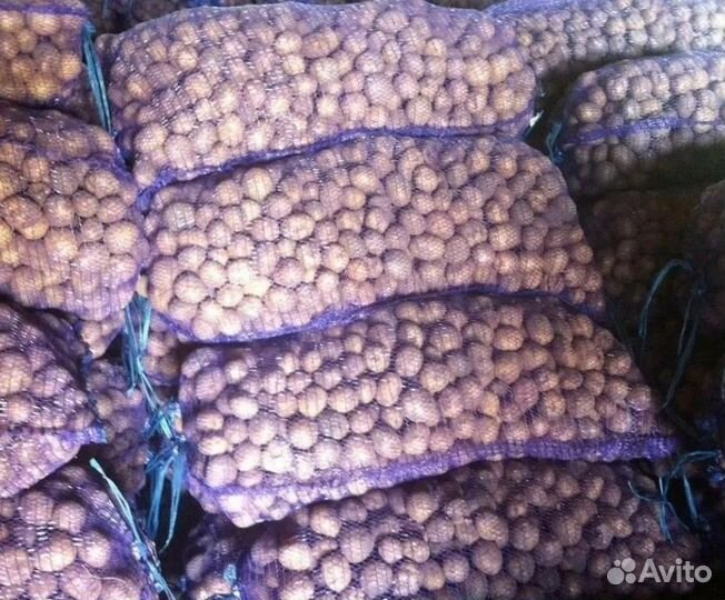 Картофель 10 р