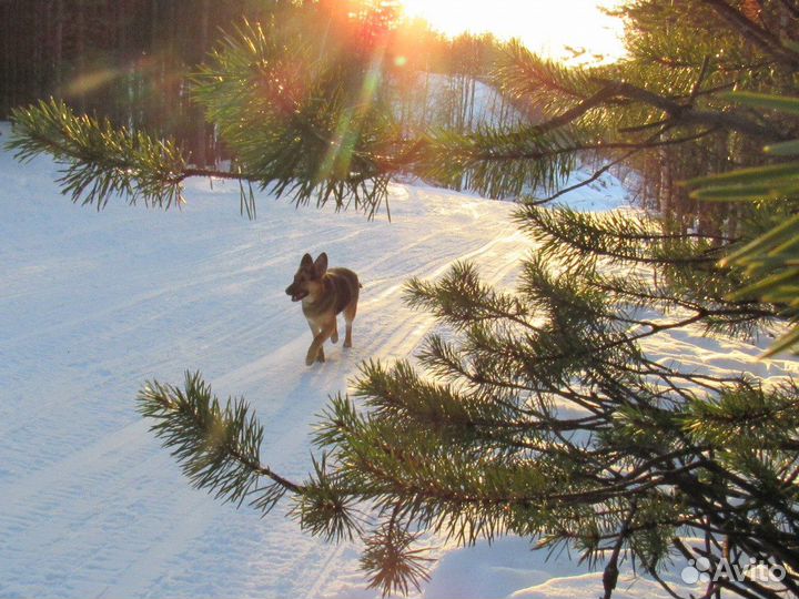 Отдам в добрые руки собаку