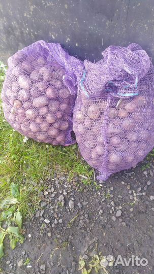 Картофель мелкий на корм скоту