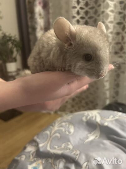Шиншилла