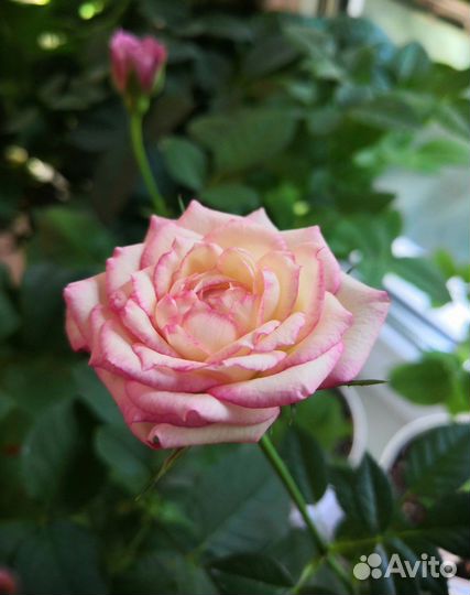 Роза комнатная