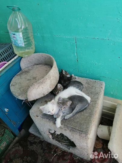 Котята в добрые руки
