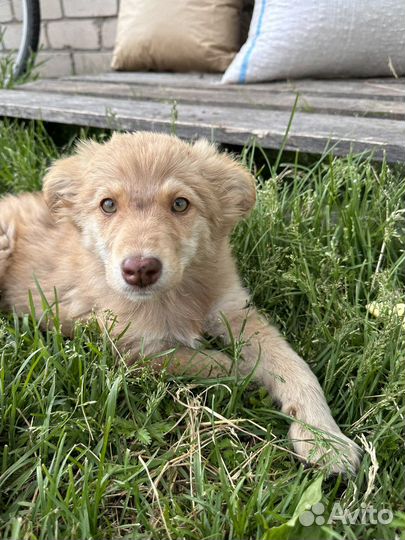 Щенки в дар