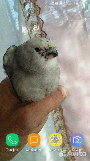 Певчие лесные птицы