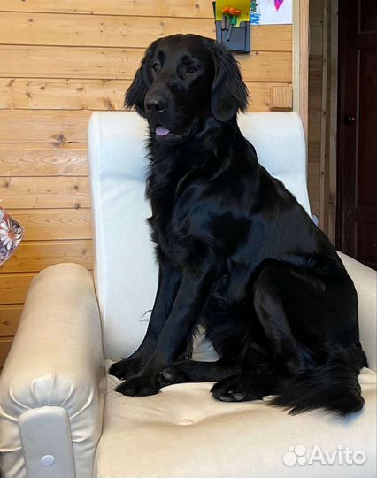 Малыш ретривера