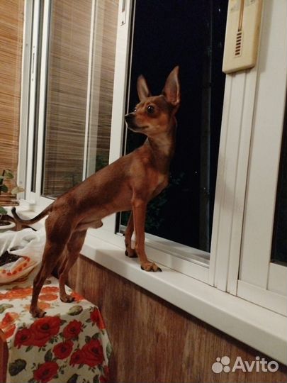 Русский той-терьер вязка