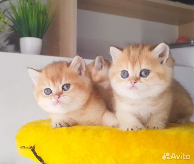 Британские котята золотая шиншилла