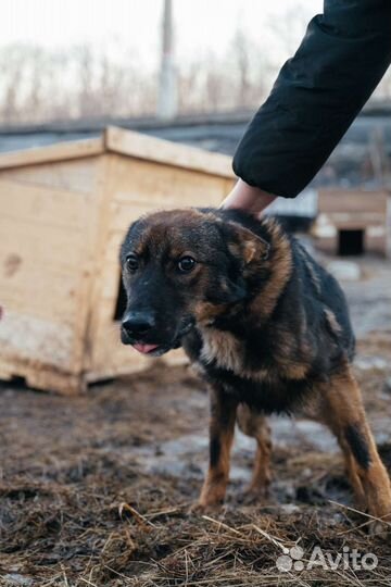 Собака в добрые руки
