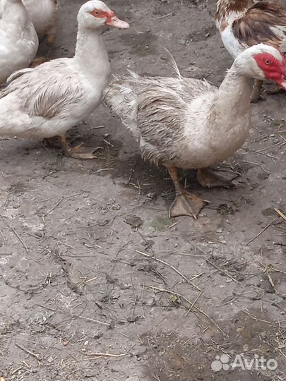 Индоутка мускусная утка