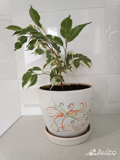 Фикус бенджамина