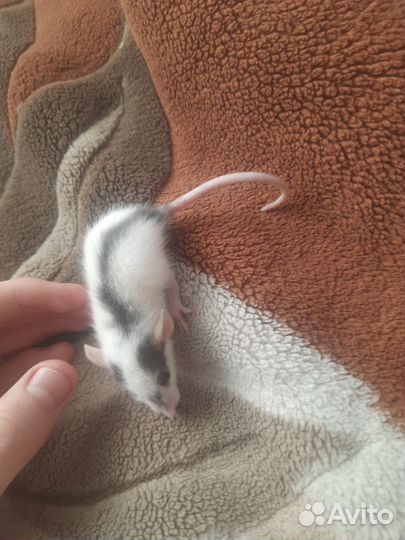 Крыса дамбо