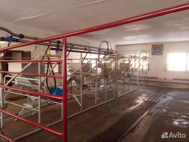 Молокопровод для содержания 100 голов крс