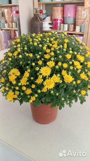 Хризантема мультифлора