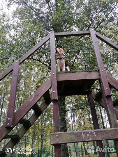 Бигль вязка