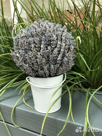 Ведерки с лавандой