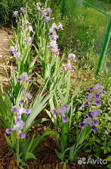 Ирисы