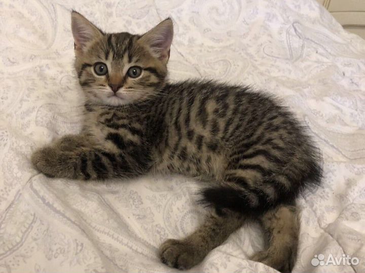 Британские котята