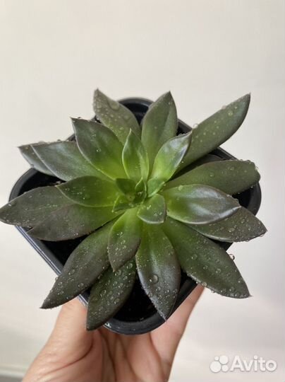 Продается Эхеверия Черный Принц