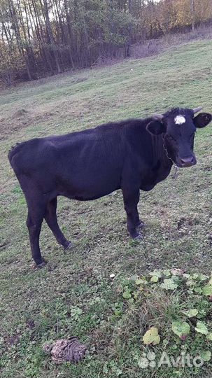 Коровы молочные для, мясо