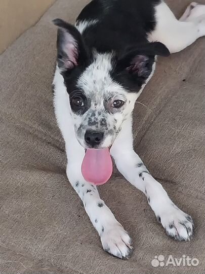 Гоша плачет без хозяина