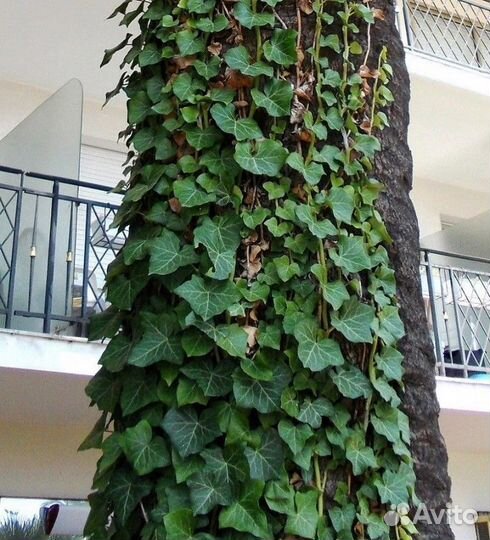 Плющ европейский (хедера), продаю