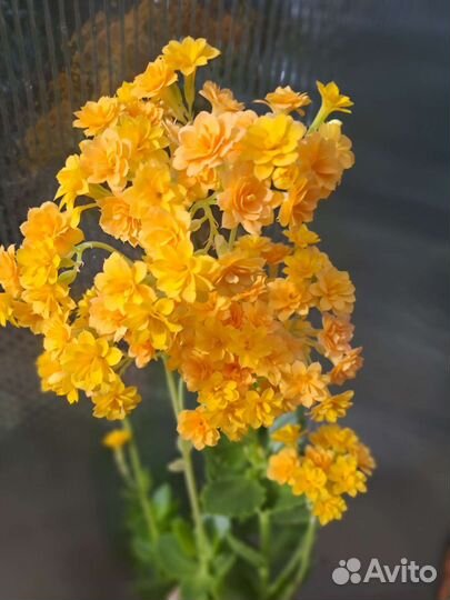 Каланхоэ черенки