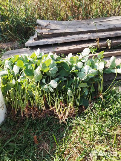 Рассада клубники