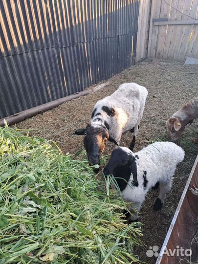 Ярка котная, с ягненком