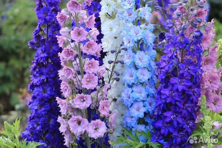 Дельфиниум сортовой семена