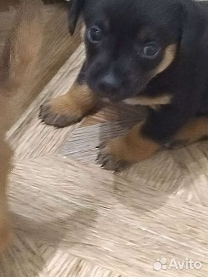 Собаки бесплатно в добрые руки щенки