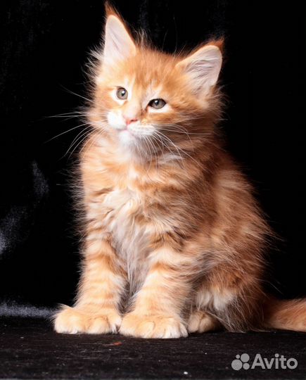 Котенок Мейн-кун, Красный полидакт