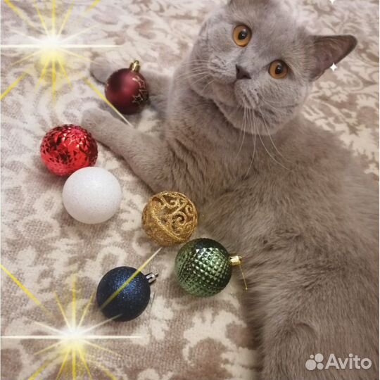 Кот вязка щотландец