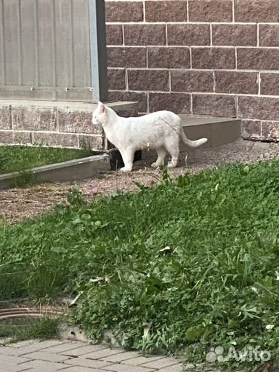 Найдена кошка