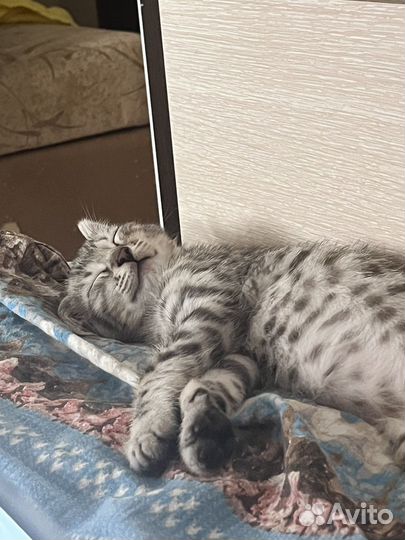 Бенгальские котята